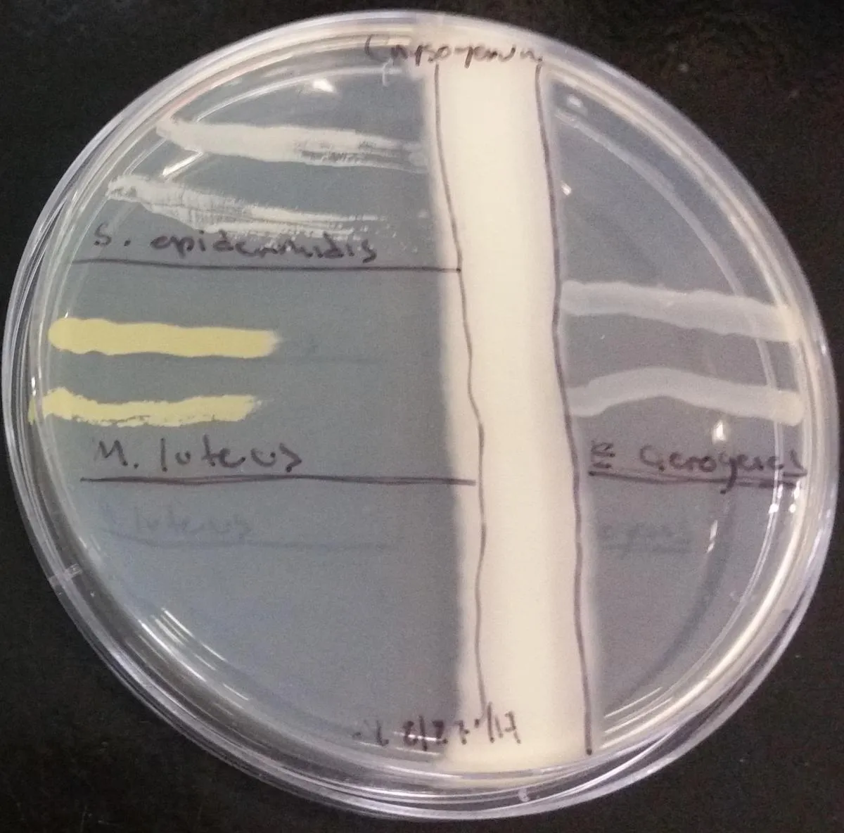 PAE Fig 2