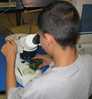 Dissecting Microscopes