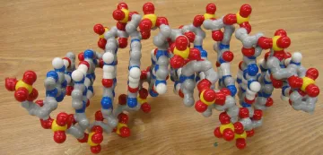 DNA models