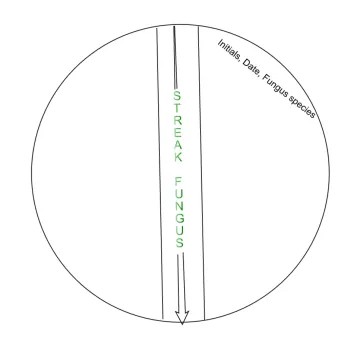 PAE Streak Example