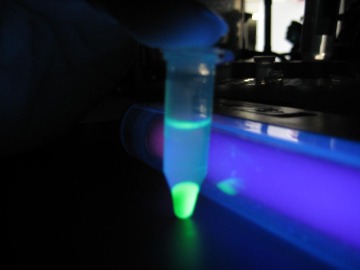 Hand-held long wavelength UV lights