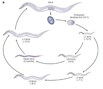 Elegans Lifecycle